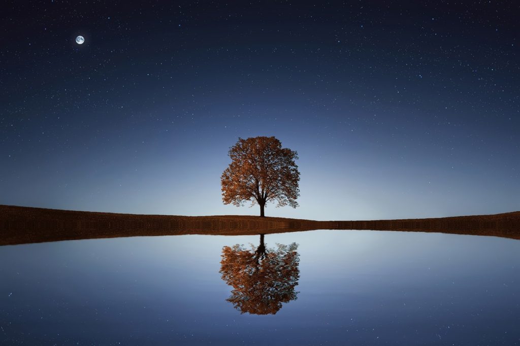 Tree Lake Reflection Water Calm Tranquil Scene